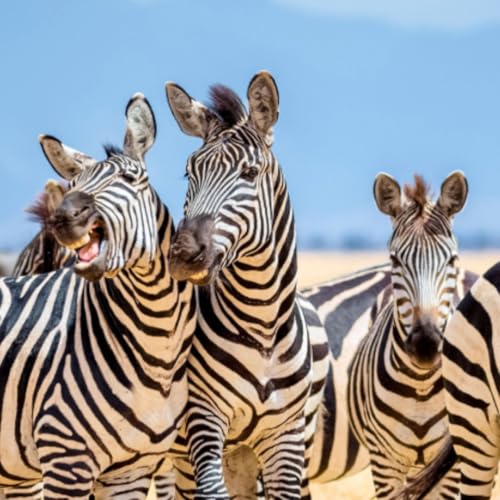 Calling Balls & Strikes: NFL refs and robot umps