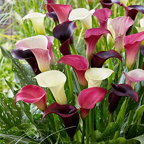 Garden State Bulb Purple Rain Multi-Color Mixed Calla Lily Flower Bulbs 14/+cm Spring Planting (Bag of 5)