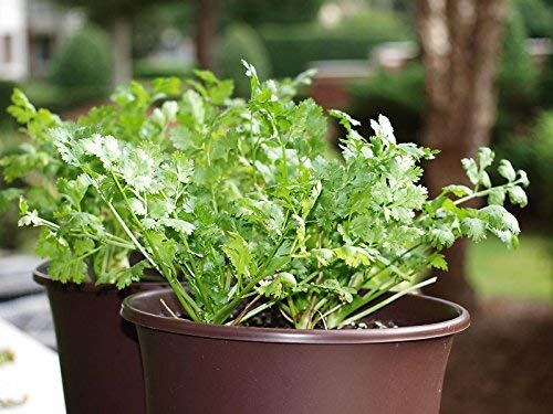 See full amazon price history chart for Golden Hills Farm™ Coriander Desi Dhaniya Special Seeds 500 seeds Golden Hills Farm™ Coriander Desi Dhaniya Special Seeds 500 seeds (B07PZLLDXK) Amazon Price History, Amazon Price Tracker