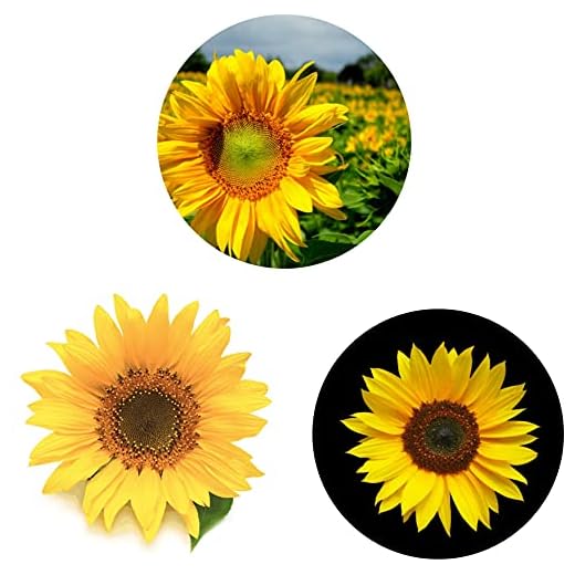 (3 Pack) Cell Phone Holder Sunflower Orange Expanding Grip Stand Finger Kickstand for Smartphone and Tablets