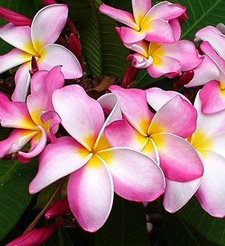 Image of Champa Plumeria Pink Live Plant | Frangipani Pink Flower Plant with Pot | Live Ornamental Flowering Plant for Home Garden Balcony Terrace