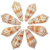 Marque Française Naturosphère - Mer et Coquillages C31 - Coquillages Conus lynceus polis - 5 à 8 cm - Lot de 5