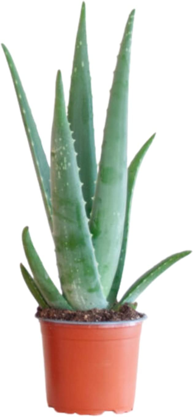 BloomPost Aloe Vera Plant 2535 cm Zimmerpflanzen Echt Indoor Pflanzen für Wohnung und Büro