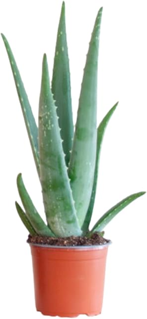 BloomPost Aloe Vera Plant - 25-35 cm Indoor Plant - Low Maintenance House Plant - Easy to Grow Home Office Plants - Perfect for Clean Air - Pot Not Included