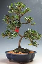 Amazon.co.jp: さつき盆栽