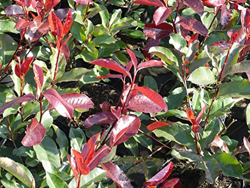 Photinia fraseri Camilvy -R- - Glanzmispel Camilvy -R-