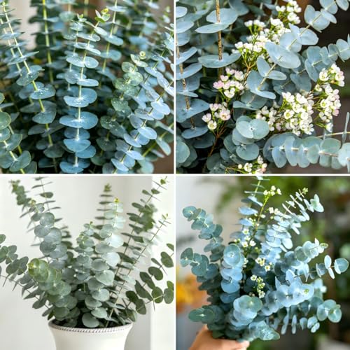 CarpetC 50+ Eucalyptus Seeds for Planting Evergreen Tree with Silvery-Green Foliage Dried Flower Crafts and Home Decor Non-GMO Heirloom