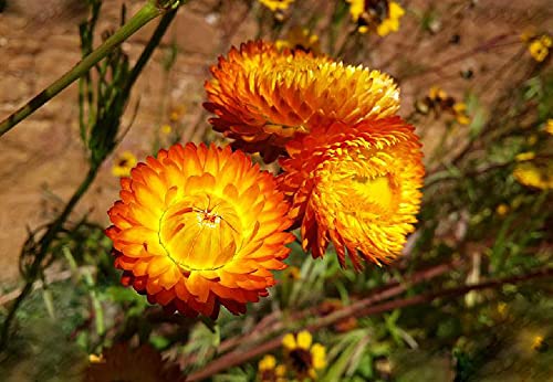 100Pcs Mixed Everlasting Paper Daisy Seeds Xerochrysum(Helichrysum) Bracteatum Seeds #TOP6