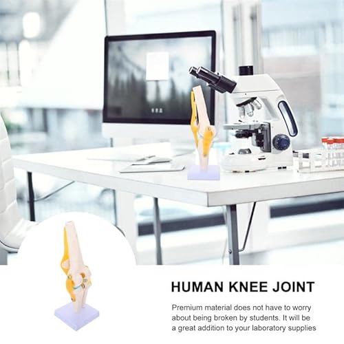 Anatomie Modell Kniegelenk, Skelett Lebensgroß Kniegelenkmodell Menschliches mit Ligamen, 3D Orthopädische Knie Modell für Medizinisches Lehren, Klinik-Demonstration, Lern- und Bildungsanzeigetools