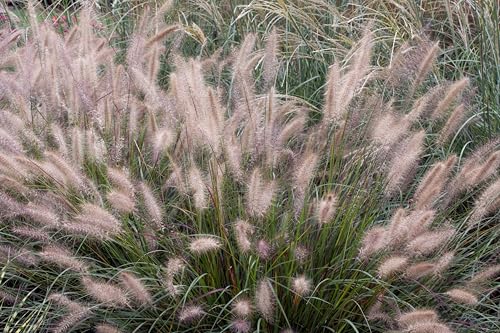 Pennisetum alopecuroides ‚Cassian‘ – Ziergras im 1 Liter Topf