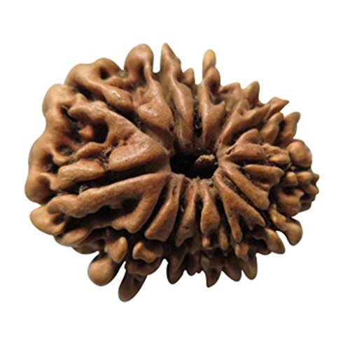 Image of Arihant Gems & Jewels 12 Mukhi Faced Rudraksha | Natural & Certified | Astrological Benefits | Positive Energy | Unisex for Men & Women (Nepali Rudraksha)