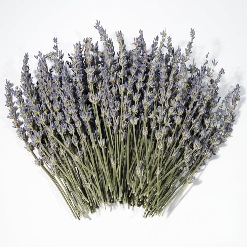 Dried Lavender 150+ Stems - Natural Purple Flowers Compact Short Stem Lavender 7.2-8.2 Inch for Home Decor Wedding DIY Crafts Small Vase Arrangements & Aromatherapy Fresh Fragrance (150 7.2-8.2)
