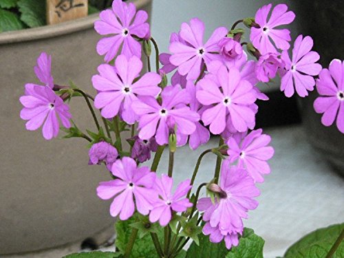 NooElec Seeds India Japanese Flower Sakurasou (Primula Sieboldii) Seeds Pack