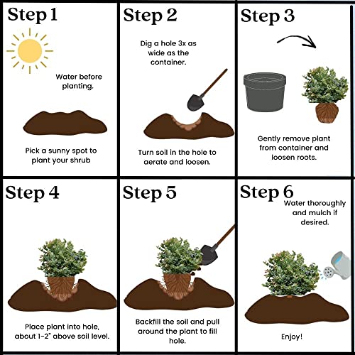 Shrub Duke Blueberry, 1 Gallon, Green Foliage With Blue Berries #TOP3