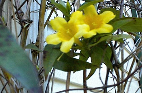 Portal Cool Carolina Yellow Jasmine Perennial Vine 10 Seeds * Real Jasmine from The South