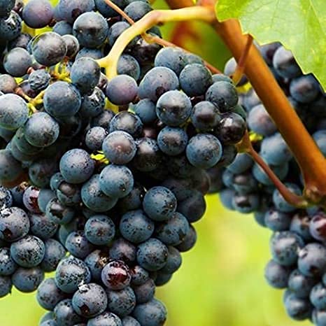 Royal Paradise Garden Rare Grape Fruit Seed"Black" Exotic 20 Fruit seeds for Growing (B094CKRG46) Amazon Price History, Amazon Price Tracker