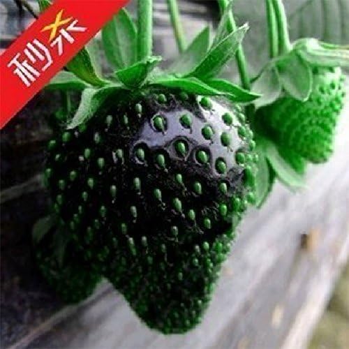 100x Rare Black Strawberry Berry Seed Nutritious Delicious Fruits Plant Organic Heirloom Fresh Seed