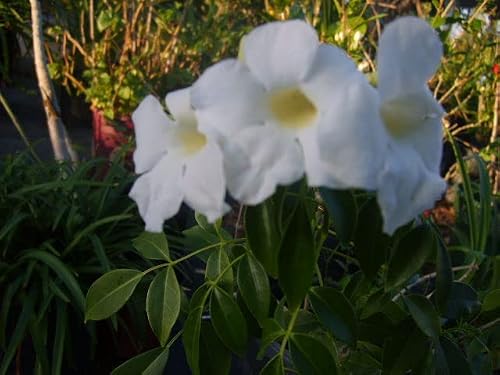 White BOLIVENSIS Mandevilla Dipladenia Tropical Vine Live Plant Lightly Fragrant Trumpet Flowers Starter Size 4 Inch Pot Emerald R