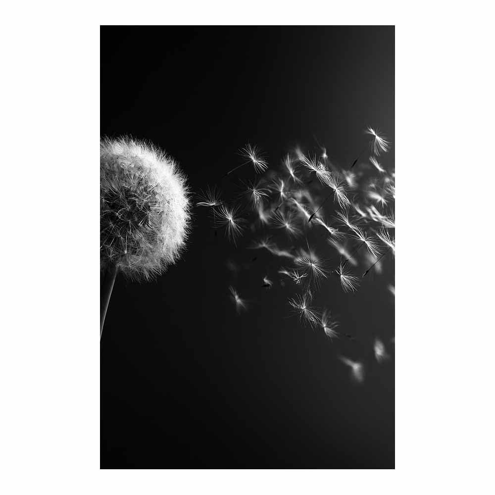 HOQIU Black And White Canvas Pictures Monochrome Dandelions Seed prints for walls, canvas wall art, for Living Room Bedroom Bathroom Home Office Wall Decoration(Multicolor)-70x100cm Unframed