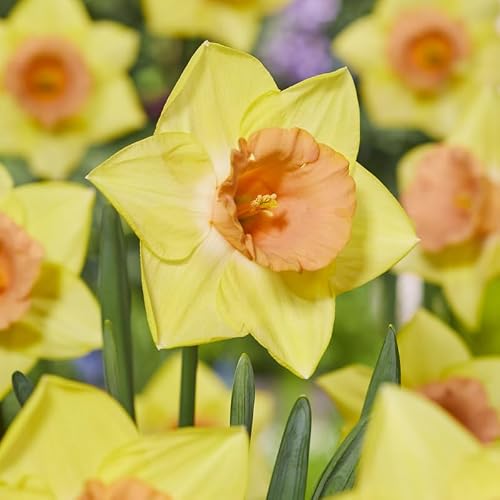 Tom Pouce Daffodil Flower Bulbs - 5 Bulbs per Pack - Pleasantly Scented - Deer Resistant - Good as Cut Flowers - Naturalizing - Perennializing - Easy to Grow Live Plants - Outdoor Garden
