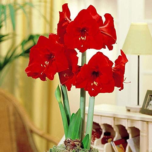 Amaryllis Red Lion 24/26 - 1 flower bulb