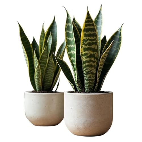 Pack de 2 Plantas Naturales Sansevieria Trifasciata de Interior o Exterior en Maceta Ø12 cm - No incluye Maceta cerámica (Basico)
