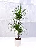 Dracaena marginata 