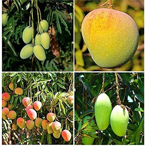 See full amazon price history chart for Mphmi Mango Plants Combo (Pack of 4)- Dasheri, Mallika, Badami and Kesari Mphmi Mango Plants Combo (Pack of 4)- Dasheri, Mallika, Badami and Kesari (B08T69SXKM) Amazon Price History, Amazon Price Tracker