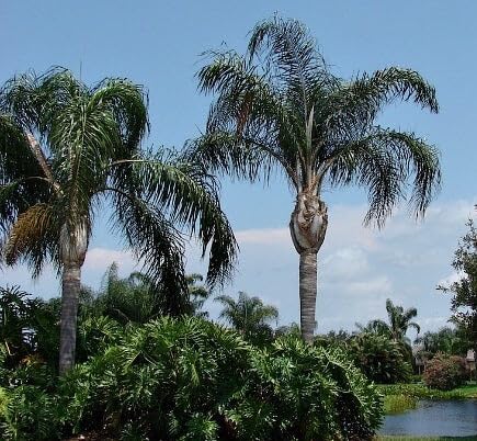 Queen Palm, Cocos Plumosa – Tropical Exotic Plant, Low Maintenance, Air Purifying Garden Plant, Year-Round Outdoor Live Plant, Ideal for Patios, Landscapes (3gal Pot, 3-4ft)