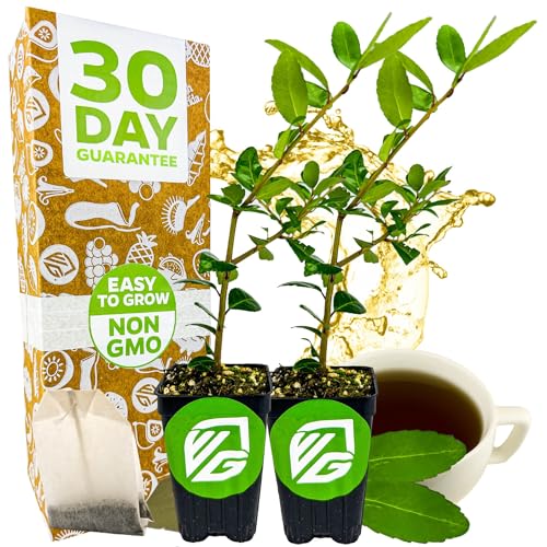 Dwarf Yaupon Holly Live Plant - Ilex by Wellspring Gardens