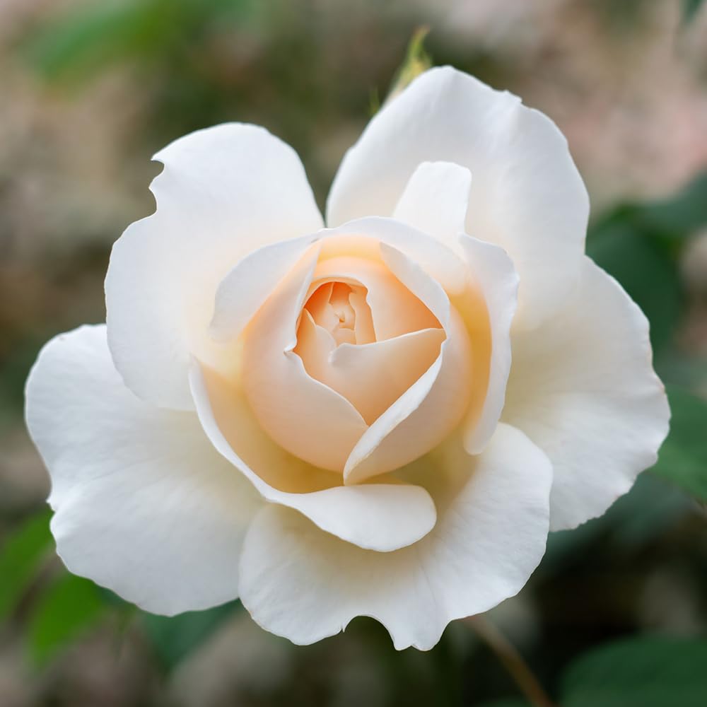 Yougarden Pink Joanne's Rose, Established Plant In 4 Litre Pot, Ready To Plant Climbing Rose, Blush Roses For Pots, Beds, Or Borders