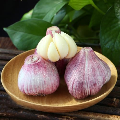 semi di aglio da resistenti aglio invernale spezie, orto, giardino interno selvatiche, 150pcs