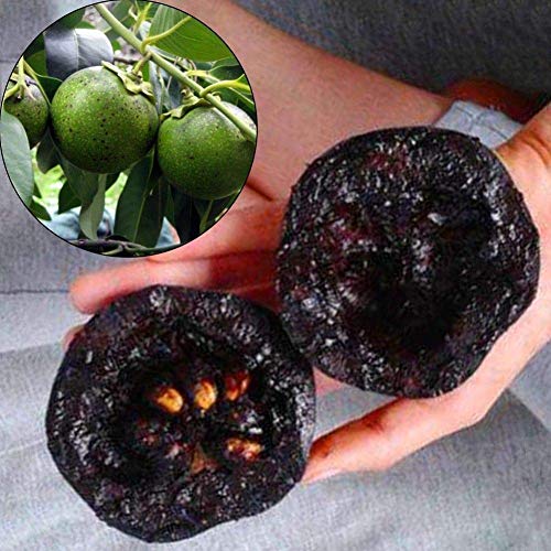 Portal Cool 10 piezas Raro Diospyros Digyna Negro Sapote Caqui Chocolate pudín Semi di frutta