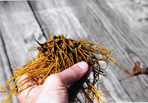 Maui Medicinal Herbs Goldenseal Root Powder **Usa Grown & Packaged** 14 Gm = 1/2 Ounce #TOP5