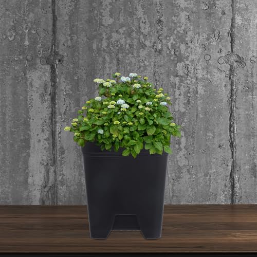 Pots de fleurs en plastique noir carrés pour drainage et culture de plantes - 7