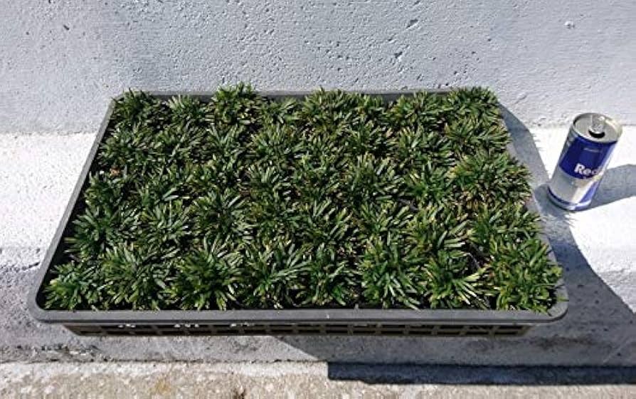 最安値タマリュウ80ポットセット 楽天市場】カグヤリュウ(かぐや竜)80ポット(40ポット2