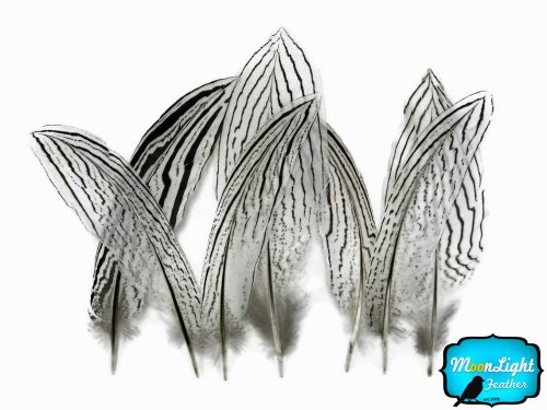 Moonlight Feather | 10 Pieces - 10-12" Natural Silver Tail Barred Black And White Pheasant Feathers Craft Wedding Costume Feathers #TOP2