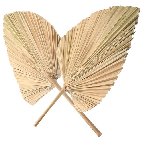 POPETPOP 2 Hojas de Palma Secas Decorativas Forma de Abanico Tamaño 30X25 CM Color Natural para Decoración de Bodas Pared y Eventos Plantas Secas Tropicales para Jarrones y Ambientes