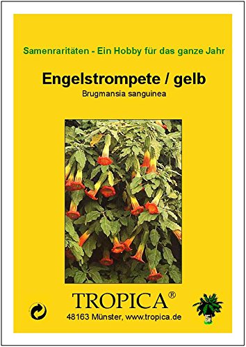 TROPICA - Tromba degli angeli / gialla (Brugmansia sanguinea) - 10 semi - mediterraneo - Image 5