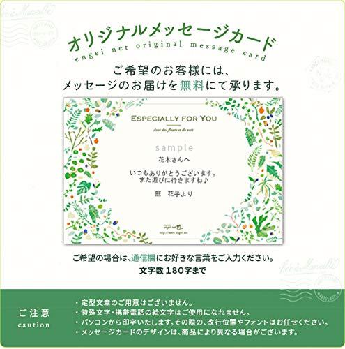 Amazon｜セトクラフト クッション&ブランケット ベースボール SF