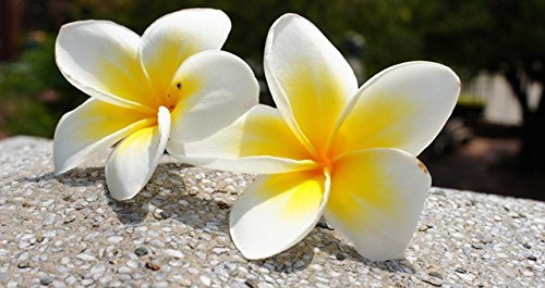 Semillas De Plumeria (Frangipani) Amarilla - 50 Unidades, Plantas Tropicales Aromáticas, Para Jardín O Maceta