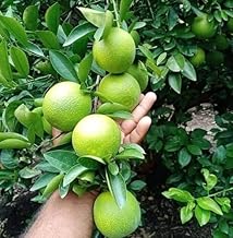 Vietnam SWeet Malta Bari All Time Mosambi Plant-Hybrid Grafted Original Variety Lemon Healthy Live Plantr for Home Garden Pack Of 1