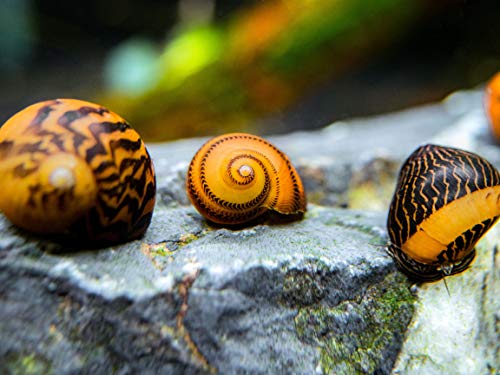 Aquatic Arts 3 Gold Racer Nerite Snails | Aquarium Background Accessories | Safe in Freshwater...