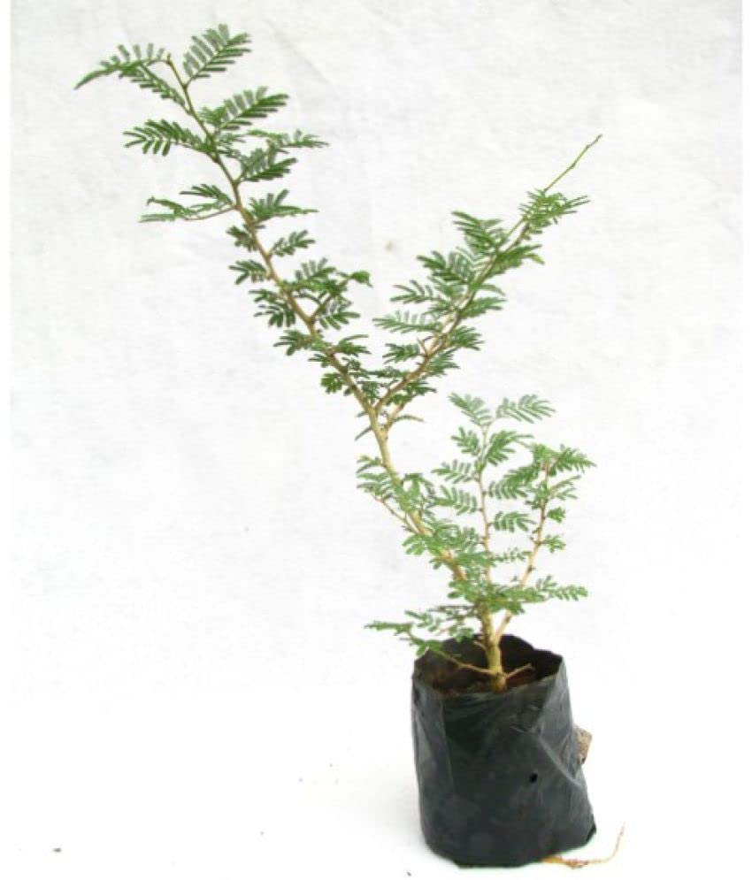 Mphmi Nurseryplant Prosopis Cineraria, Shami, Sami - Plant (B09NMKM5ND) Amazon Price History, Amazon Price Tracker