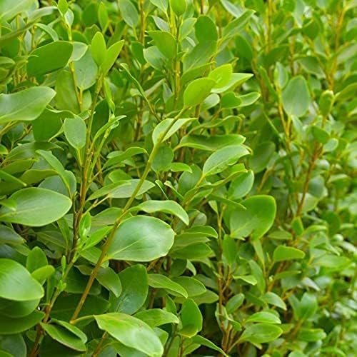 Carbeth Plants Griselinia littoralis in 9cm Pot x3