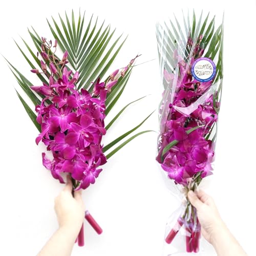Sunne Tropical Fresh Cut Dendrobium Orchids