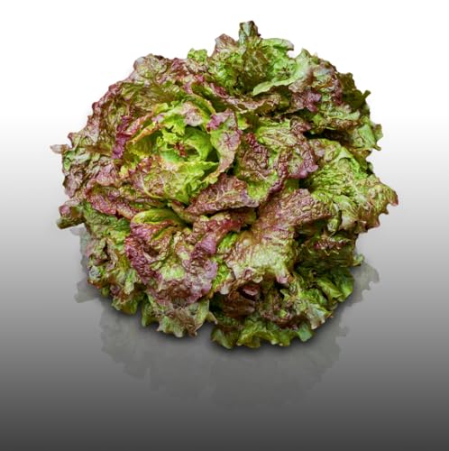 500 graines à semer - Le Grenier d'Abondance - LAITUE Brune d'hiver - Laitue Passion brune - Lactuca sativa