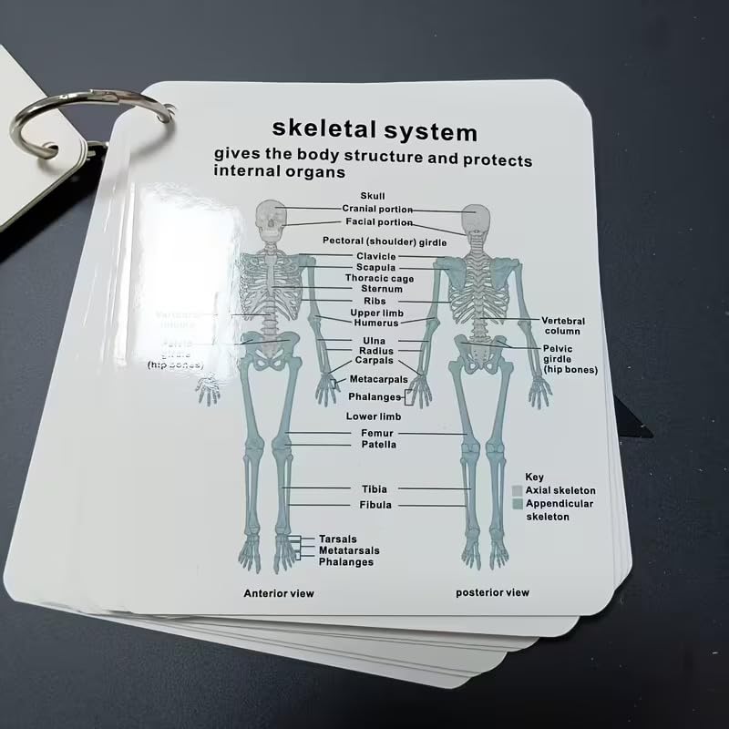 Human Body System Anatomy Flashcards