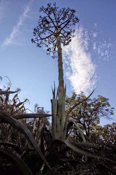 アガベ 観葉植物　マサピガ アガベ・マピサガ 3号ロングポット | | アガベ（リュウゼツラン