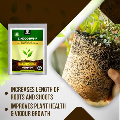 Image of OrganicDews Zinc Solublizing Bacteria Bio Fertilizer 1 Kg (5x10^7 CFU /g) for Plants - Soil Fertility, Faster Plant Growth and Increases the Yield 1 Kg